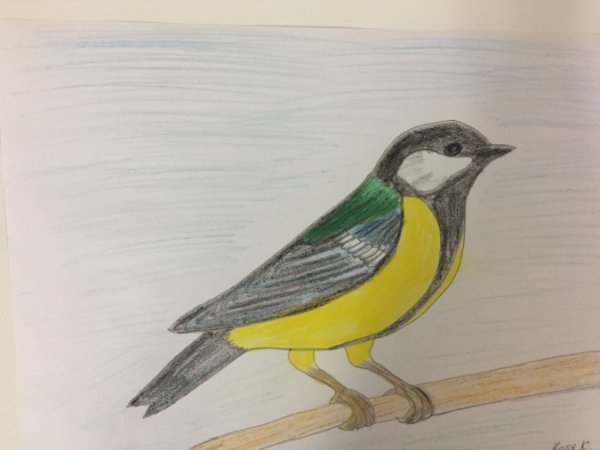 Обыкновенная лазоревка рисунок