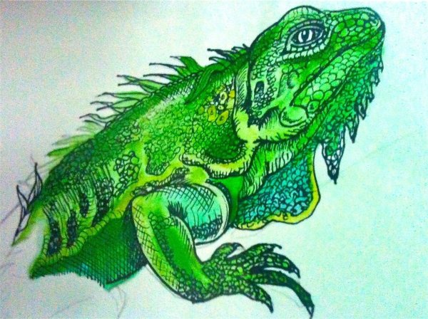 Картина игуана