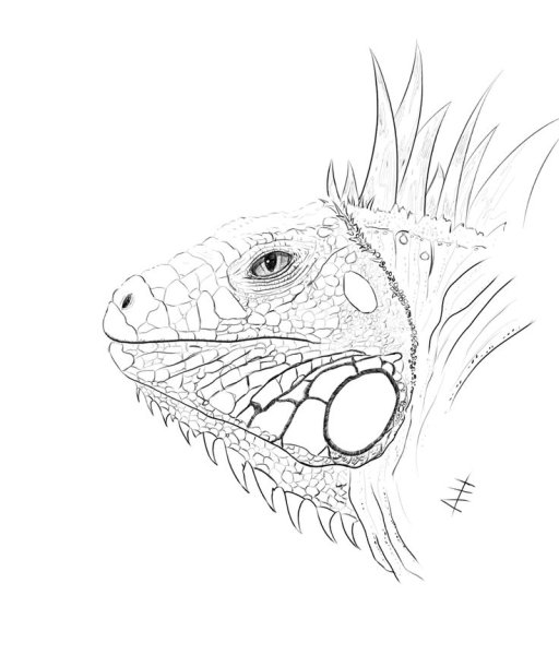 Игуана рисунок карандашом