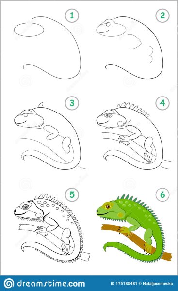 Как нарисовать игуану для детей