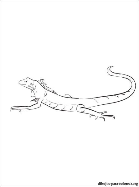 Игуана карандашом