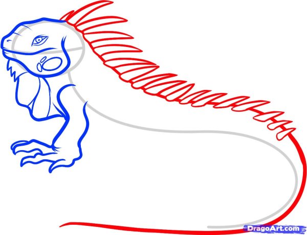 Игуана рисунок поэтапно