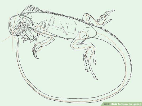 Игуана карандашом для детей