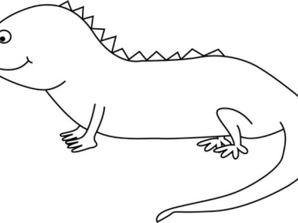 Iguana Black and White