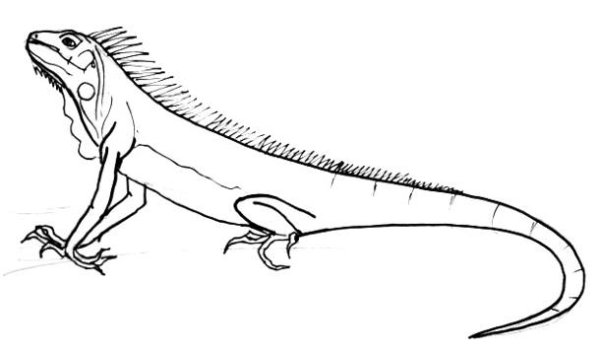 Как нарисовать игуану