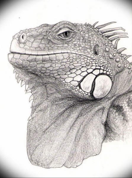 Рептилии карандашом