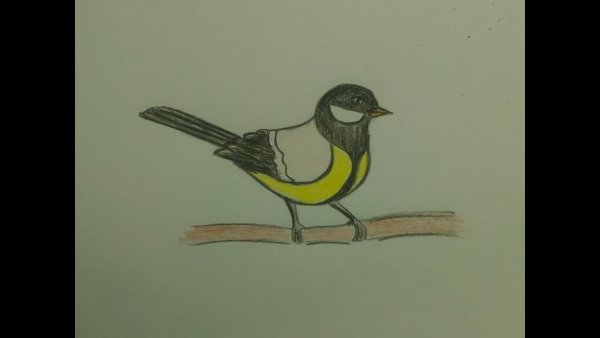 Синица простым карандашом