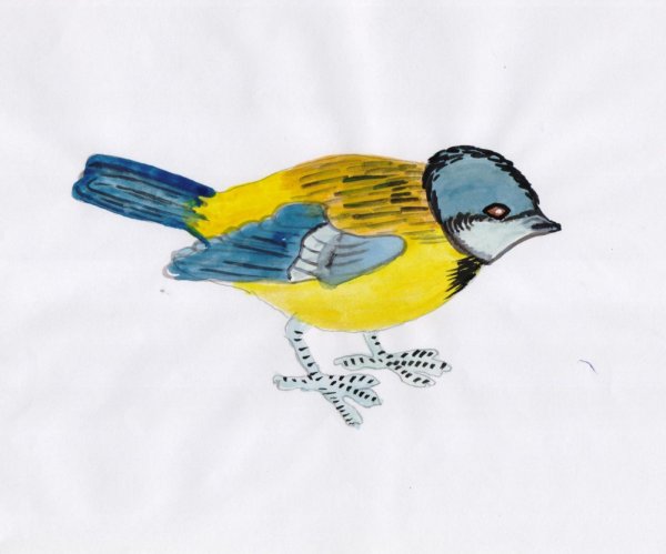 Синица карандашом