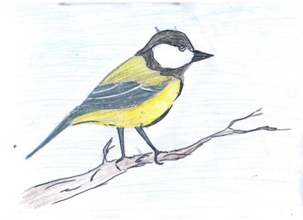 Рисование синички