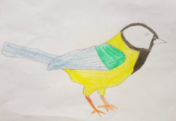 Поэтапное рисование птицы синицы