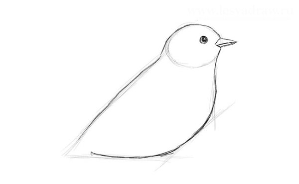 Синица рисунок легкий