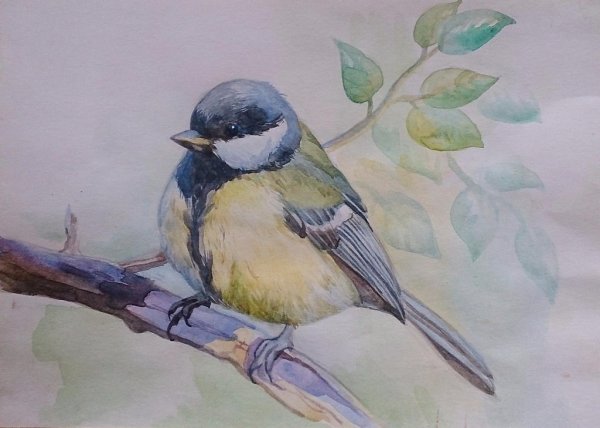 Синичка раскраска для детей