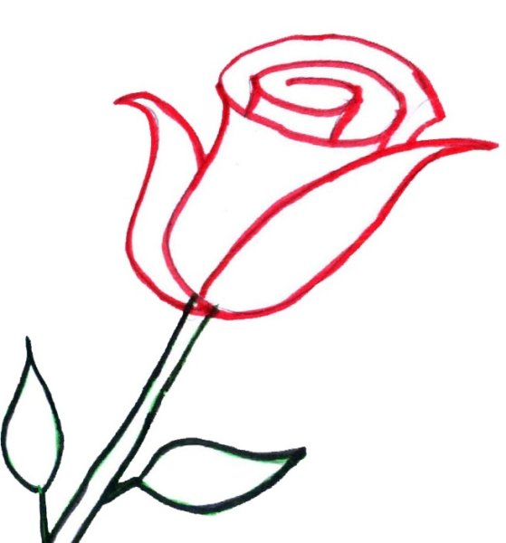 Рисунки для срисовки лёгкие розы