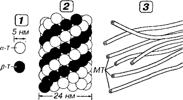 Схема строения микротрубочки