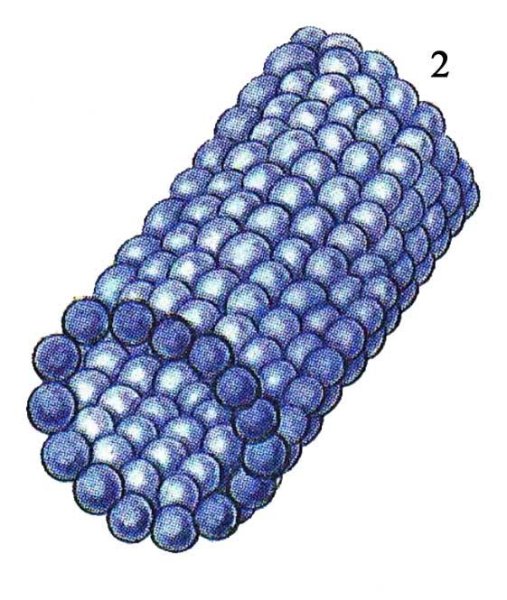 Тубулиновые микротрубочки