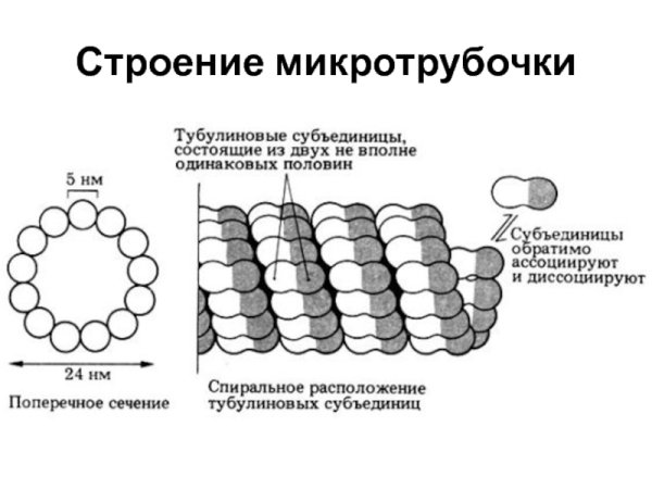 Строение органоида микротрубочки