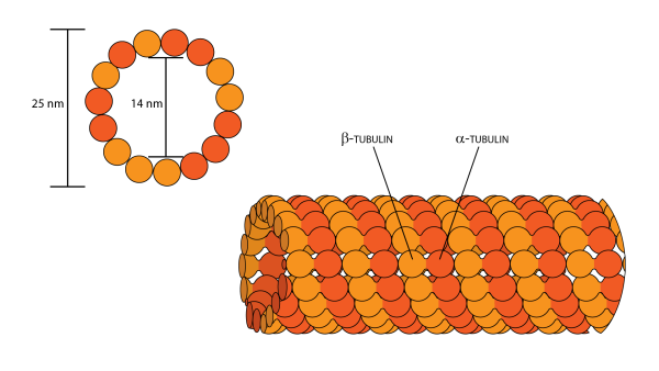 Микротрубочки строение