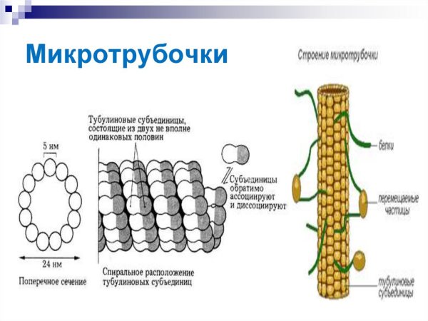 Микротрубочки тубулин