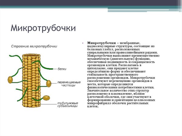 Тубулин строение