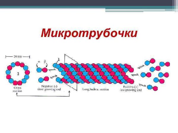 Микротрубочки на поперечном сечении