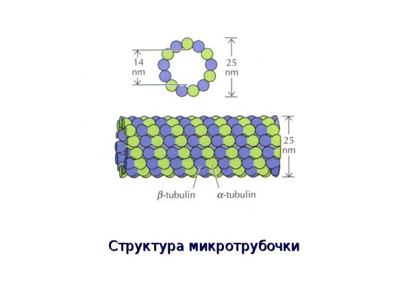 Микротрубочки схематический рисунок