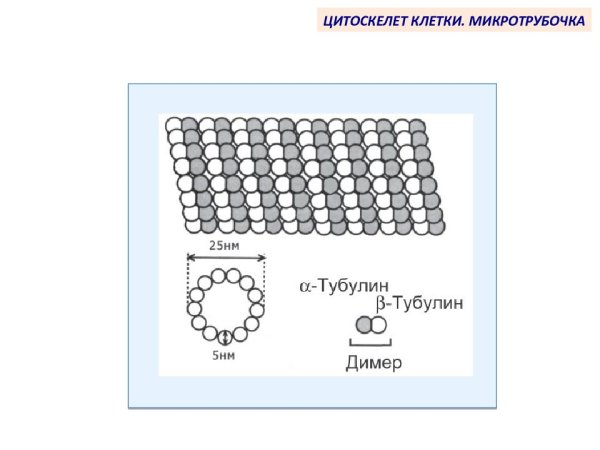 Микротрубочка строение