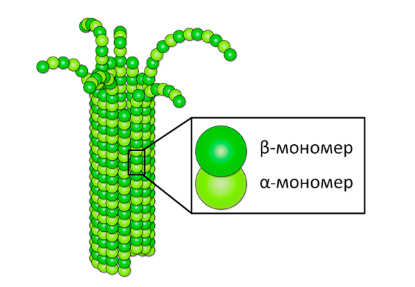 Строение микротрубочек в клетке