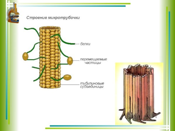 Микротрубочки у растений
