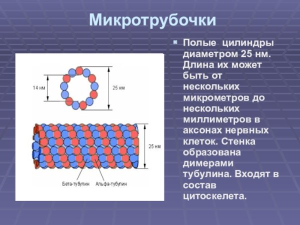 Тубулин строение