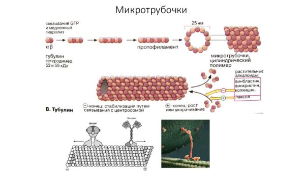 Микротрубочки цитоскелета строение