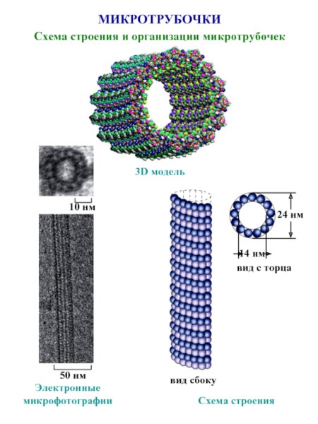 Элементы цитоскелета – микротрубочки, микрофиламенты