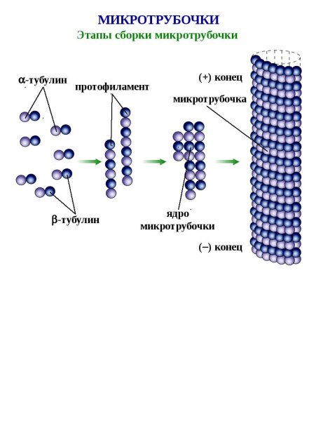 Микротрубочки образованы белками