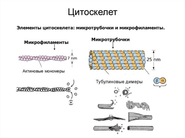 Схема строения микротрубочек