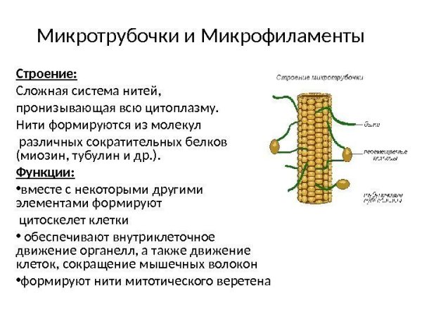Клеточный центр эукариотической клетки
