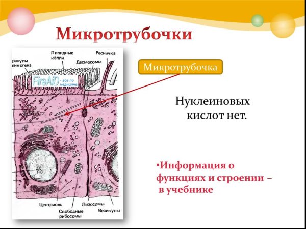Клеточный центр центросома строение