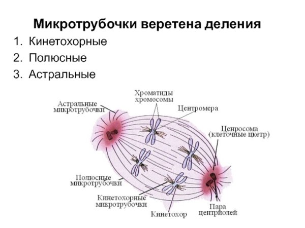 Тубулин кинезин динеин