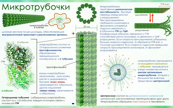 Клеточный центр состоит из 2 центриолей