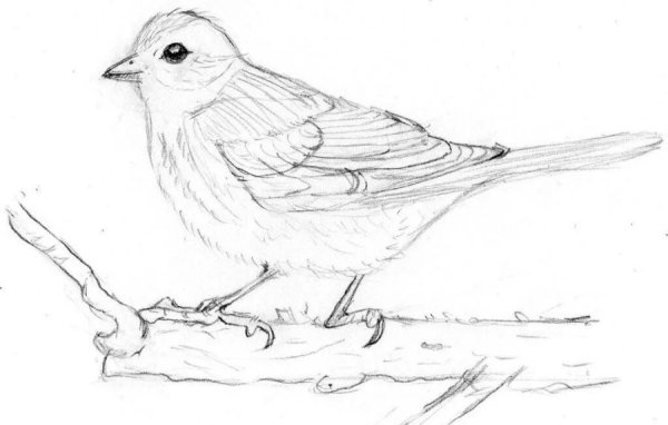 Птица карандашом