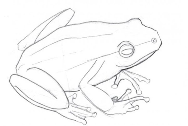 Лягушка рисунок карандашом