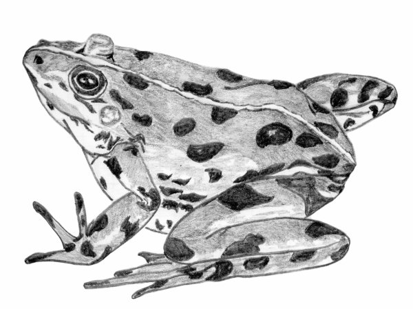 Лягушка карандашом