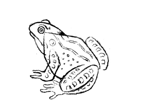 Милые рисунки лягушек для срисовки