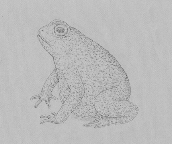 Как рисовать лягушку