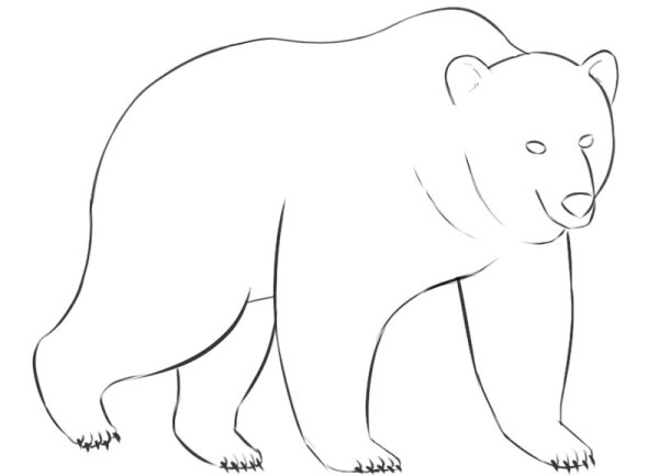 Медведь рисунок карандашом для детей