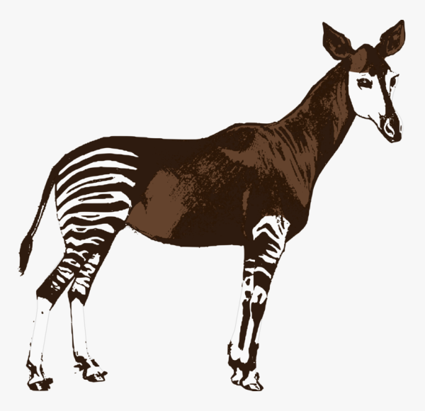 Окапи для детей