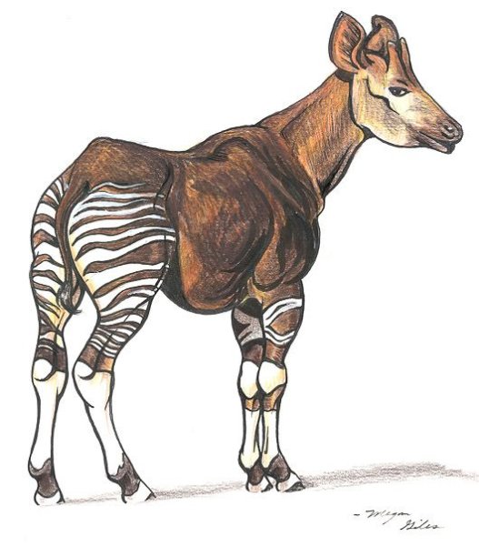 Окапи Лесной Жираф нарисовать