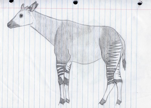 Окапи раскраска