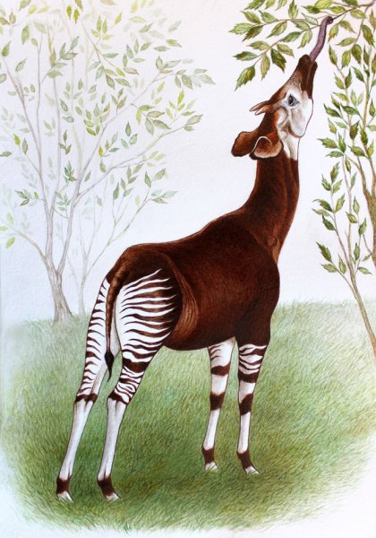 Окапи Заходер