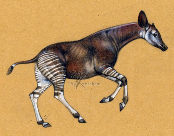 Окапи предки