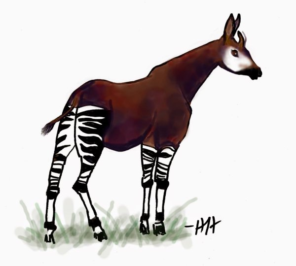 Окапи Заходер