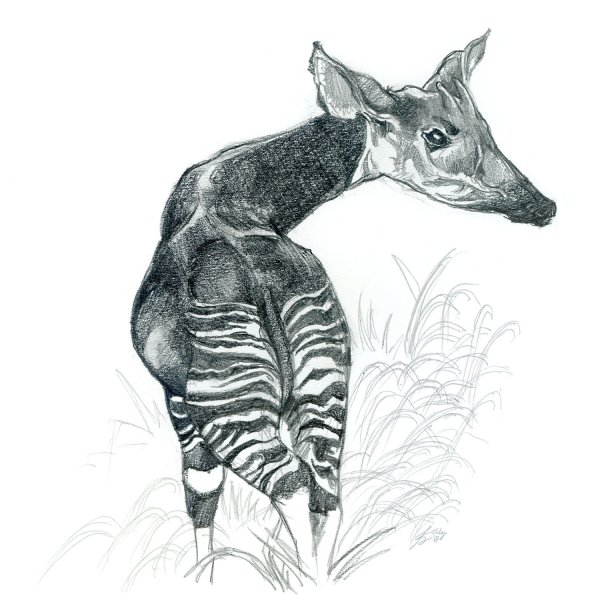 Окапи Джонстона